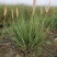 矮蒲苇矮蒲苇种植基地浙江矮蒲苇批发价格佳颖园艺