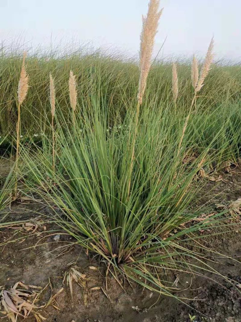 矮蒲苇矮蒲苇种植基地浙江矮蒲苇批发价格佳颖园艺