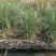 矮蒲苇矮蒲苇种植基地浙江矮蒲苇批发价格佳颖园艺