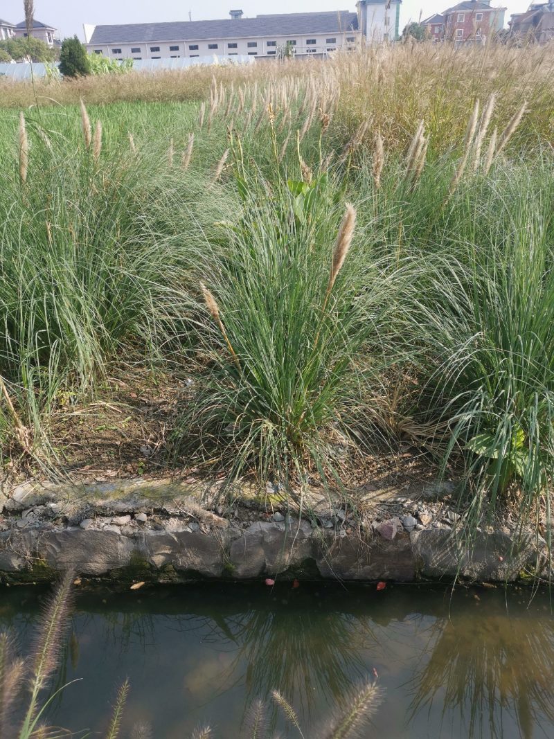 矮蒲苇矮蒲苇种植基地浙江矮蒲苇批发价格佳颖园艺