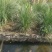 矮蒲苇矮蒲苇种植基地浙江矮蒲苇批发价格佳颖园艺