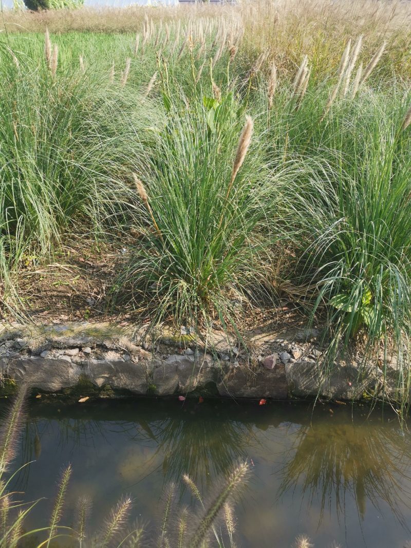 矮蒲苇矮蒲苇种植基地浙江矮蒲苇批发价格佳颖园艺