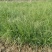 矮蒲苇矮蒲苇种植基地浙江矮蒲苇批发价格佳颖园艺