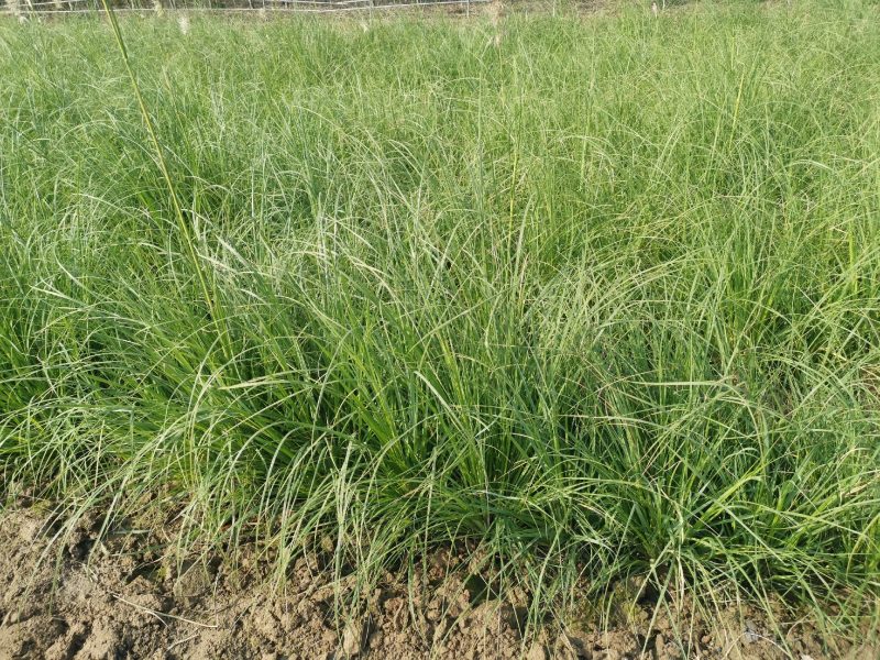 矮蒲苇矮蒲苇种植基地浙江矮蒲苇批发价格佳颖园艺