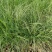 矮蒲苇矮蒲苇种植基地浙江矮蒲苇批发价格佳颖园艺