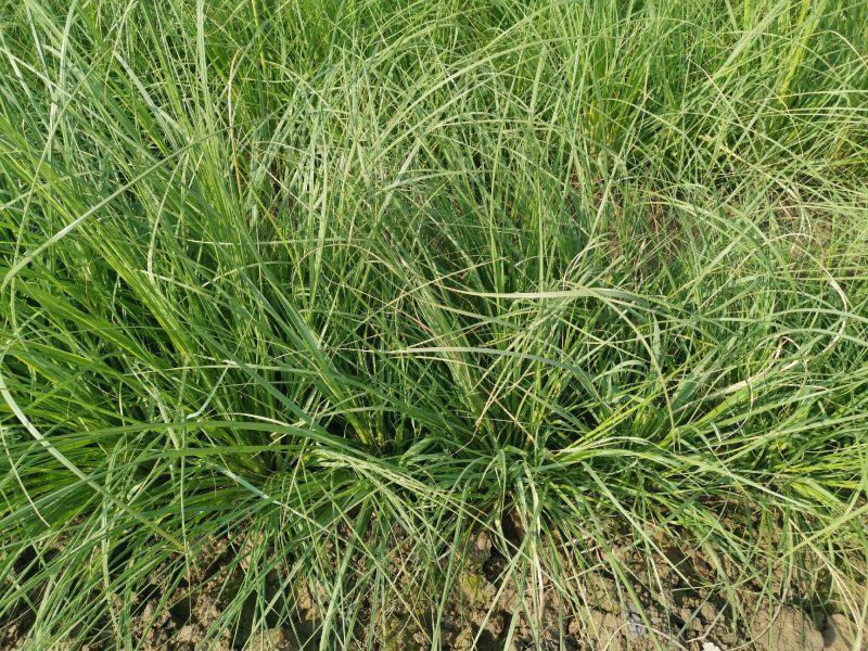 矮蒲苇矮蒲苇种植基地浙江矮蒲苇批发价格佳颖园艺