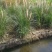 矮蒲苇矮蒲苇种植基地浙江矮蒲苇批发价格佳颖园艺
