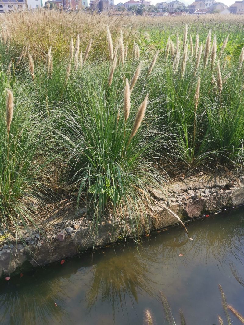 矮蒲苇矮蒲苇种植基地浙江矮蒲苇批发价格佳颖园艺