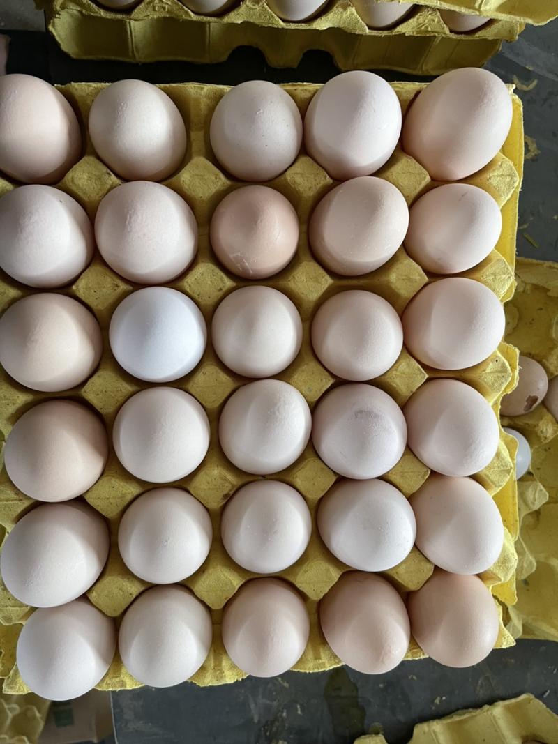 长期供应各大商超社区电商平台粉壳鲜鸡蛋