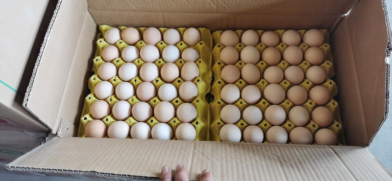 长期供应各大商超社区电商平台粉壳鲜鸡蛋