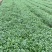 香菜