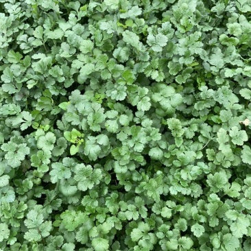 精品香菜，山东泰安产区，大量上市，品质随时有货欢迎联系