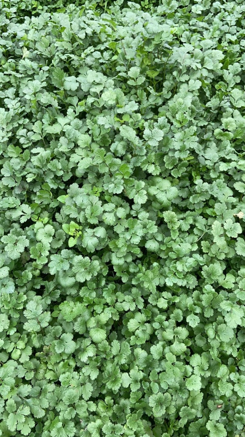 精品香菜，山东泰安产区，大量上市，品质随时有货欢迎联系