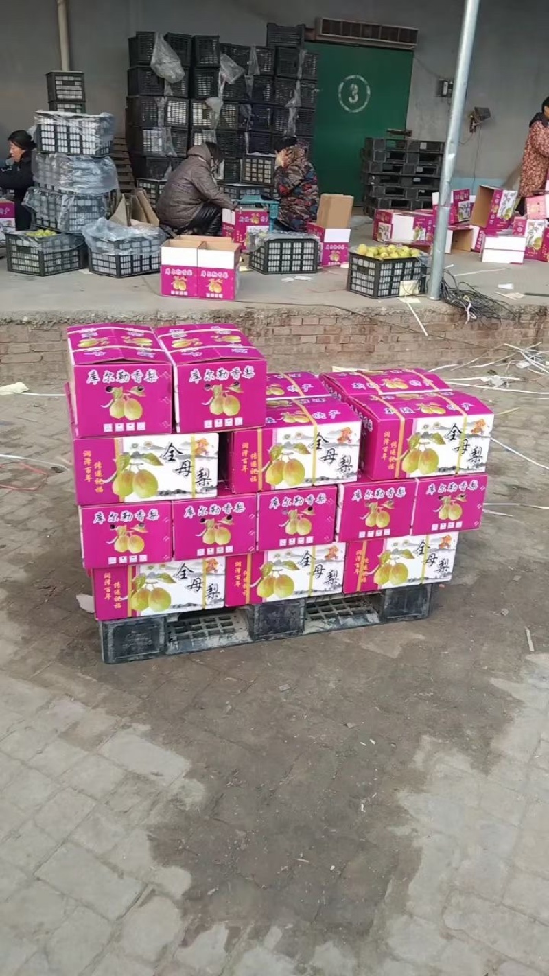 【诚信经营】库尔勒香梨七号梨礼盒装海量资源春节必备