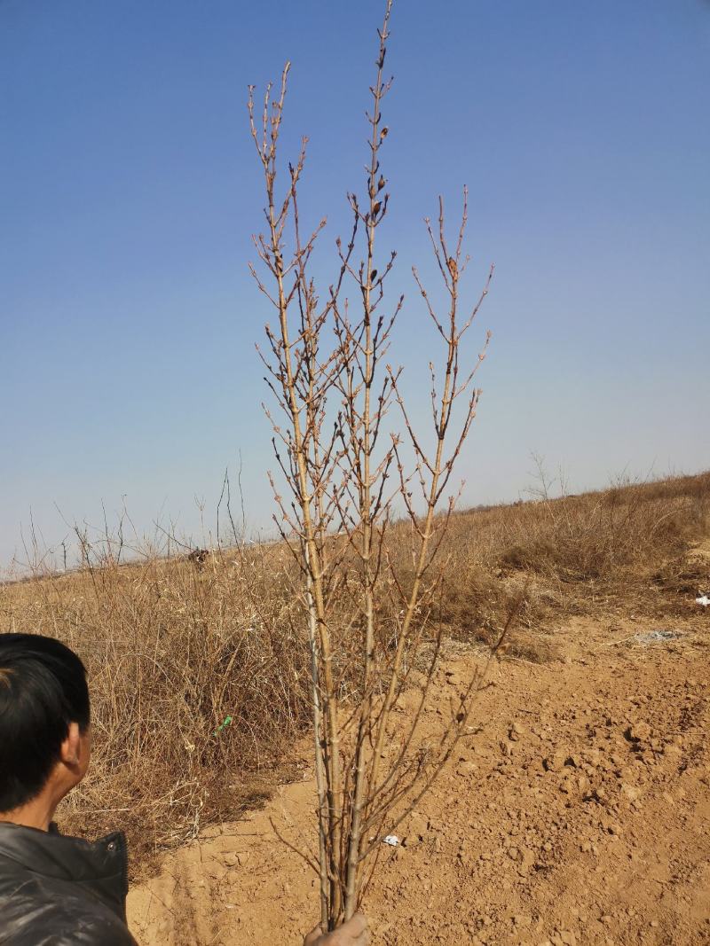 寸寸金串串金干枝花鲜花