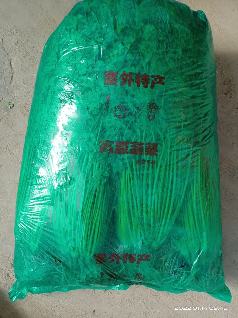 冷库精品香菜长期大量供应无黄叶无黑叶梗直叶绿