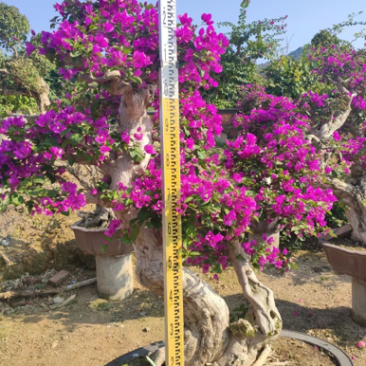精品三角梅老桩头盆景基地现货各种规格都有