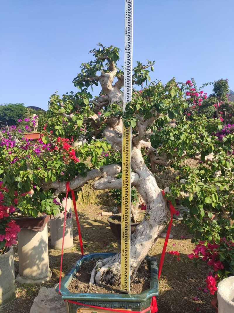 精品三角梅老桩头盆景基地现货各种规格都有