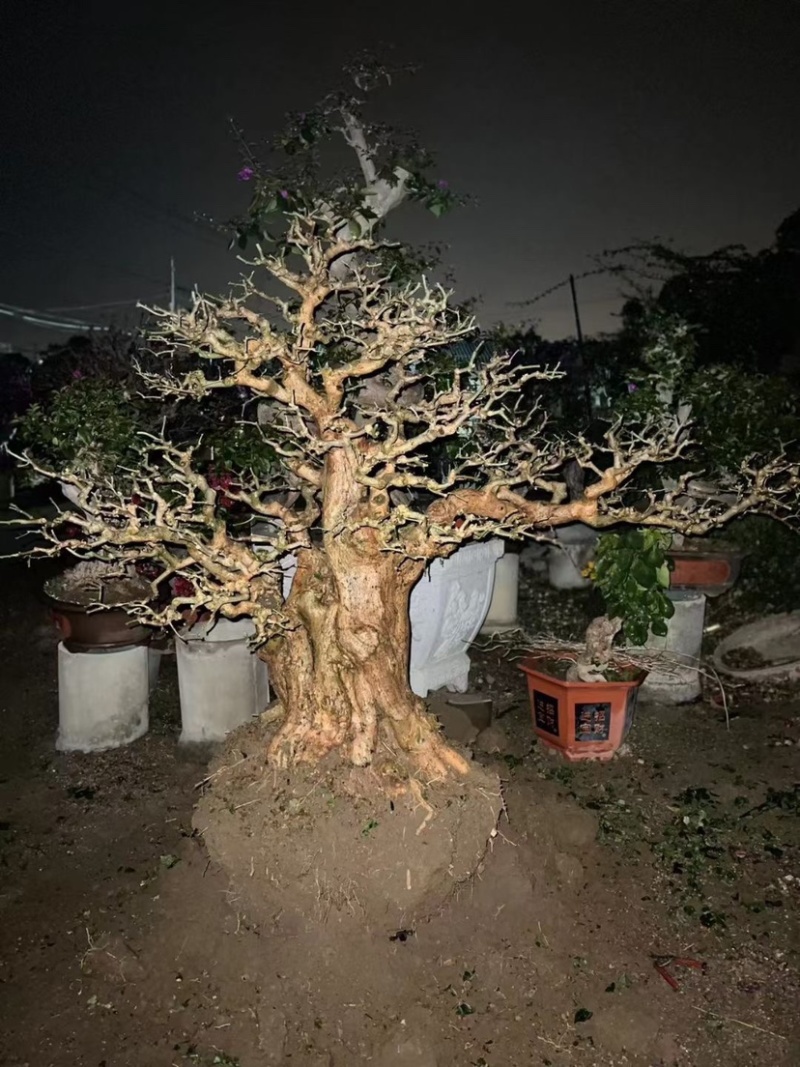 精品三角梅老桩头盆景基地现货各种规格都有