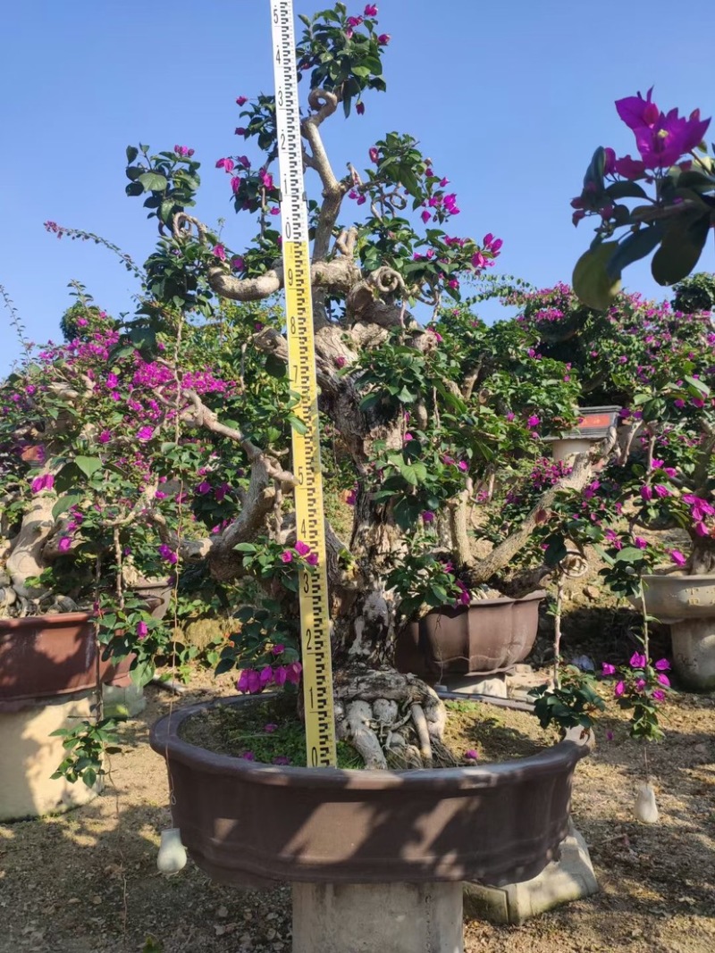 精品三角梅老桩头盆景基地现货各种规格都有