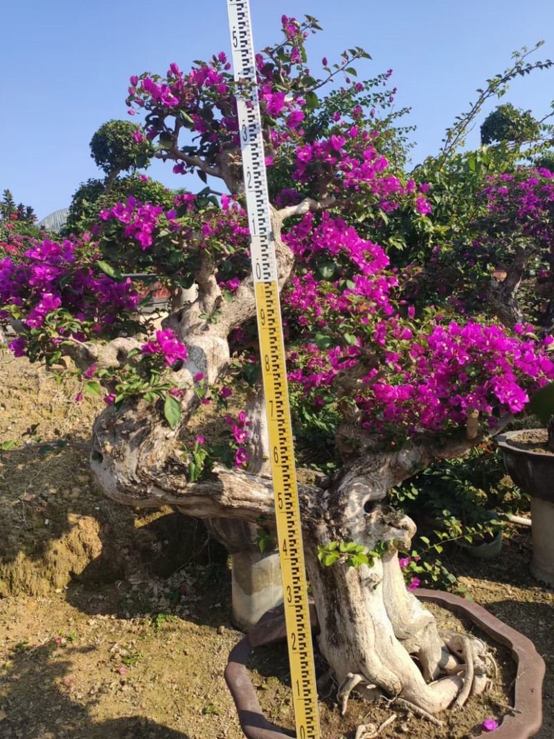 精品三角梅老桩头盆景基地现货各种规格都有