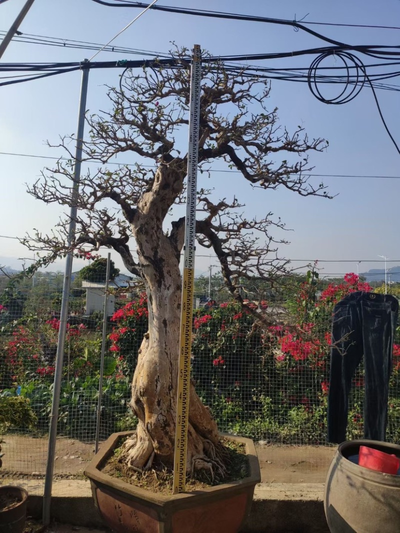 精品三角梅老桩头盆景基地现货各种规格都有