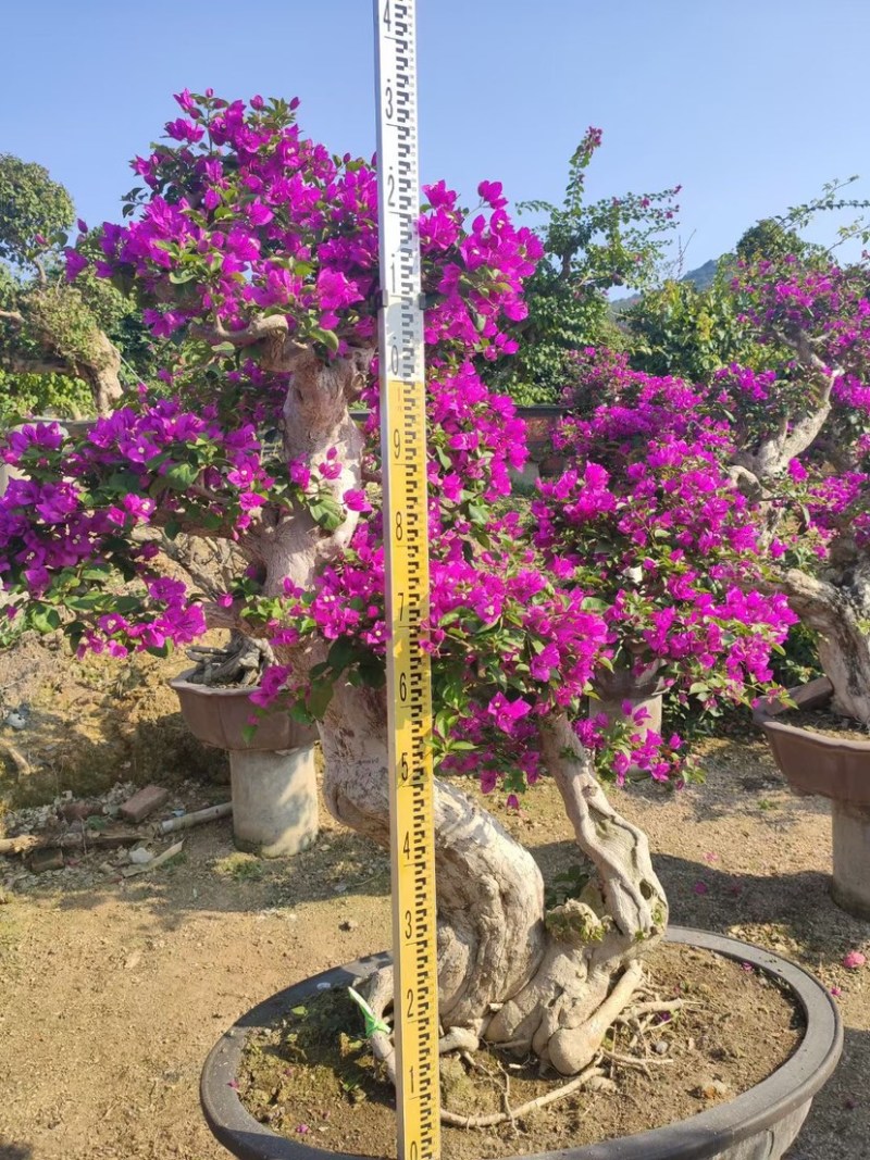 精品三角梅老桩头盆景基地现货各种规格都有