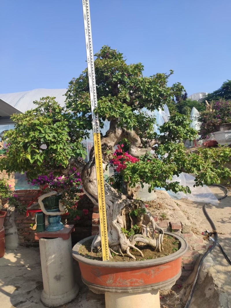 精品三角梅老桩头盆景基地现货各种规格都有
