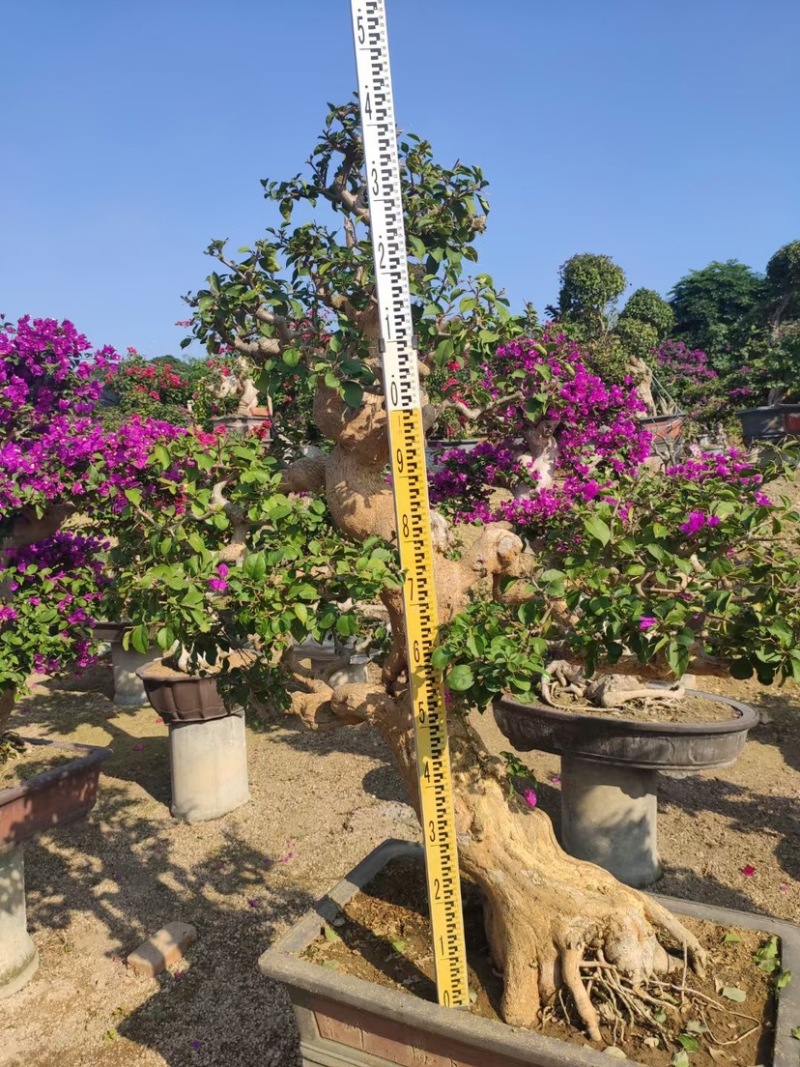 精品三角梅老桩头盆景基地现货各种规格都有