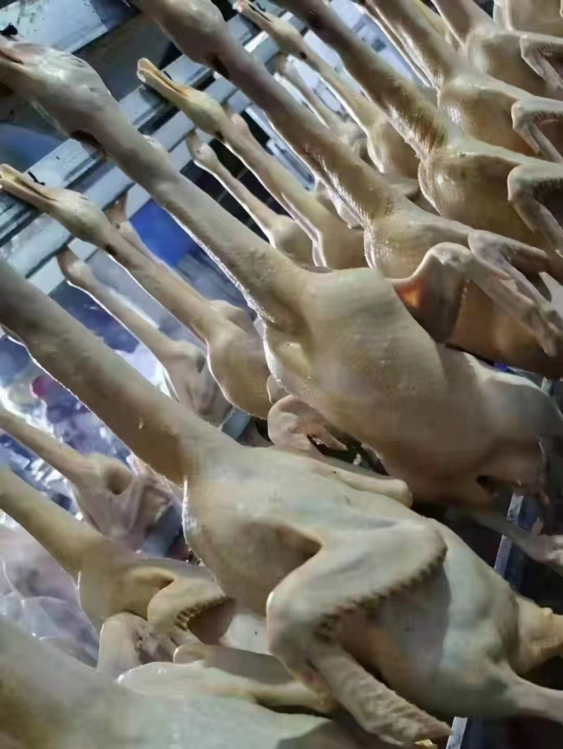 雁鹅，燕鹅，山东大雁鹅，肉质鲜嫩，回味无穷