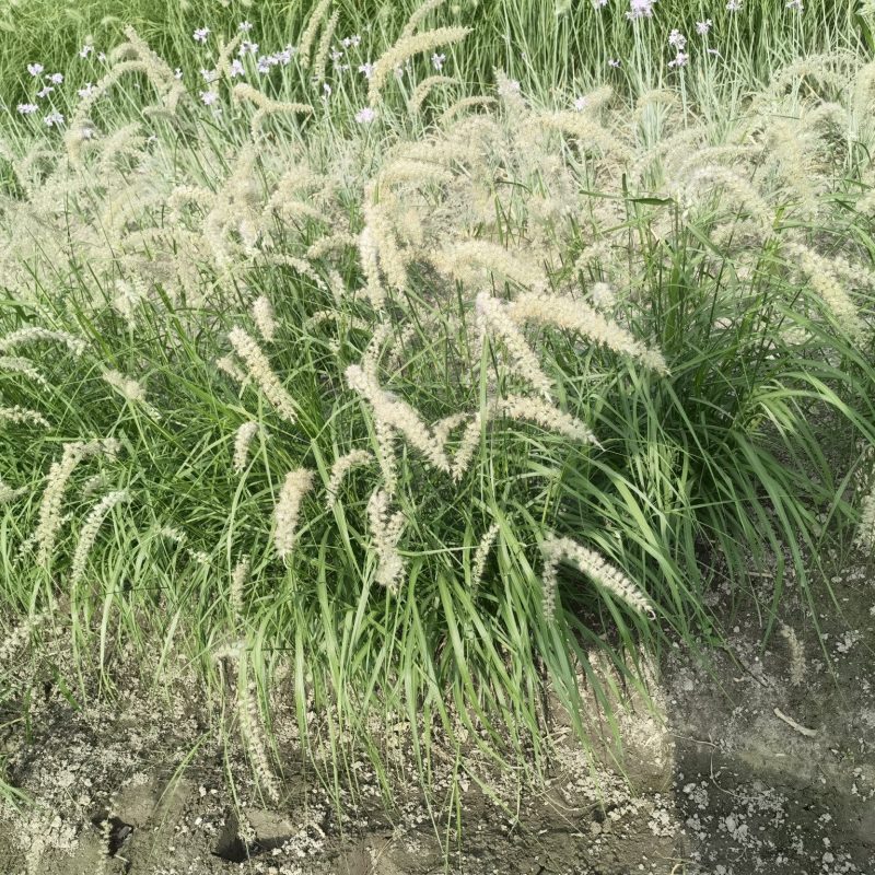 大布尼狼尾草种植基地浙江大布尼狼尾草批发价格萧山佳颖
