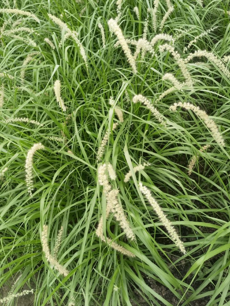 大布尼狼尾草种植基地浙江大布尼狼尾草批发价格萧山佳颖
