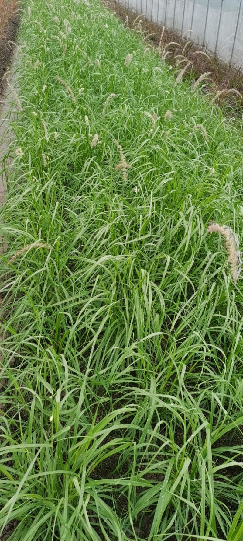 大布尼狼尾草种植基地浙江大布尼狼尾草批发价格萧山佳颖