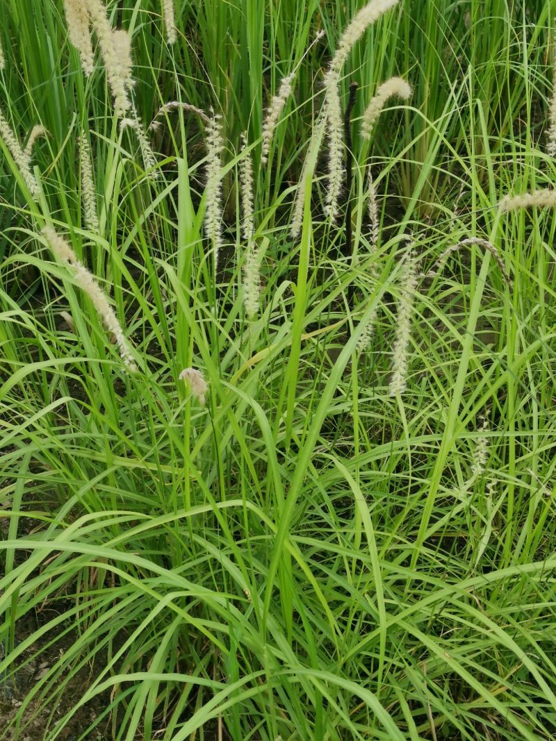 大布尼狼尾草种植基地浙江大布尼狼尾草批发价格萧山佳颖