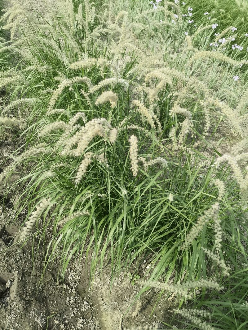 大布尼狼尾草种植基地浙江大布尼狼尾草批发价格萧山佳颖