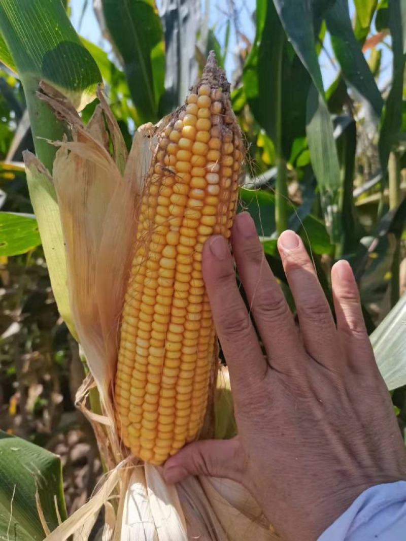 饲料青贮玉米场地直供保质保量量大从优