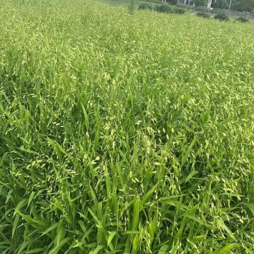 小盼草种苗种植基地自产自销浙江小盼草批发价格