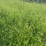 小盼草种苗种植基地自产自销浙江小盼草批发价格