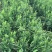 小盼草种苗种植基地自产自销浙江小盼草批发价格