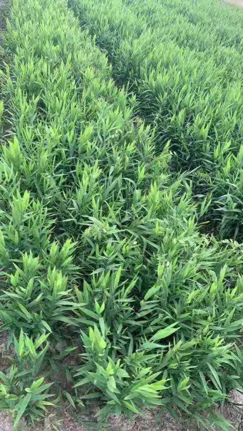 小盼草种苗种植基地自产自销浙江小盼草批发价格
