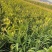 小盼草种苗种植基地自产自销浙江小盼草批发价格