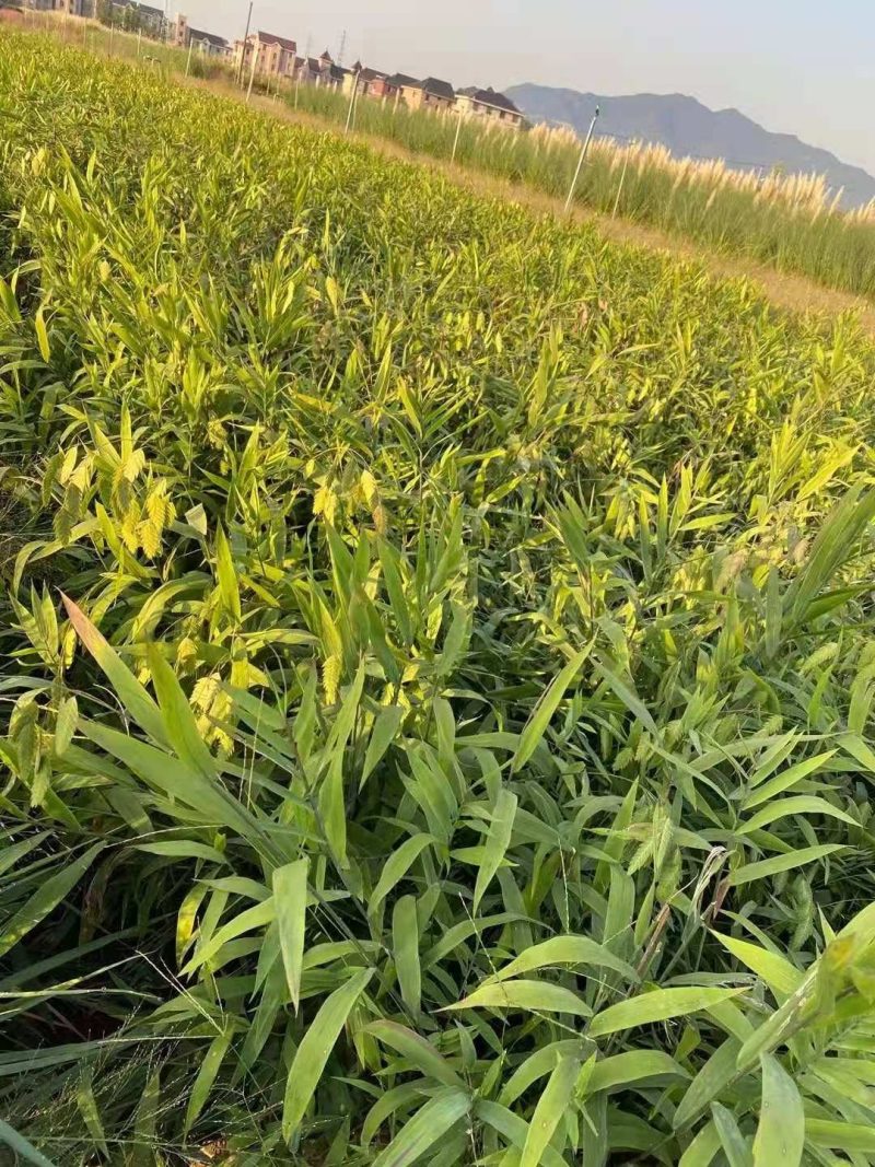 小盼草种苗种植基地自产自销浙江小盼草批发价格