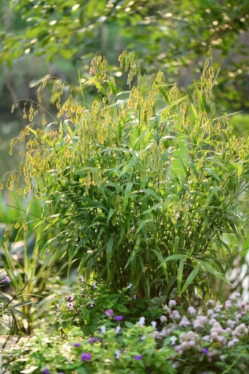小盼草种苗种植基地自产自销浙江小盼草批发价格