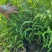 小盼草种苗种植基地自产自销浙江小盼草批发价格