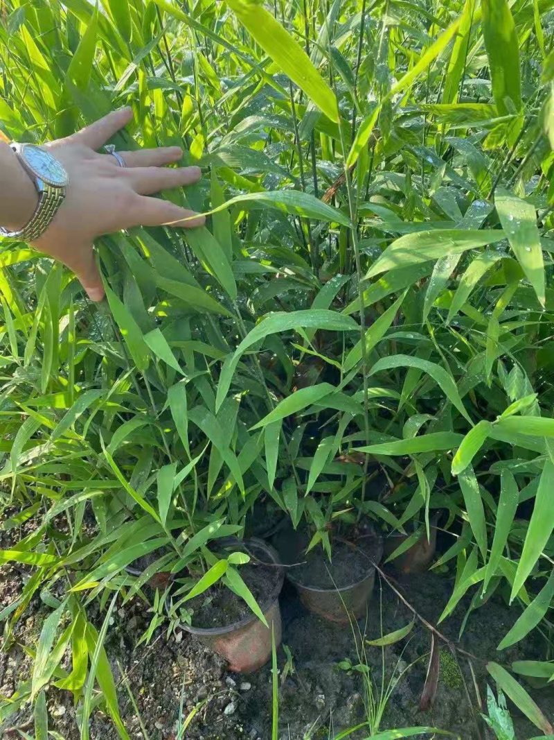 小盼草种苗种植基地自产自销浙江小盼草批发价格