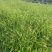 小盼草种苗种植基地自产自销浙江小盼草批发价格