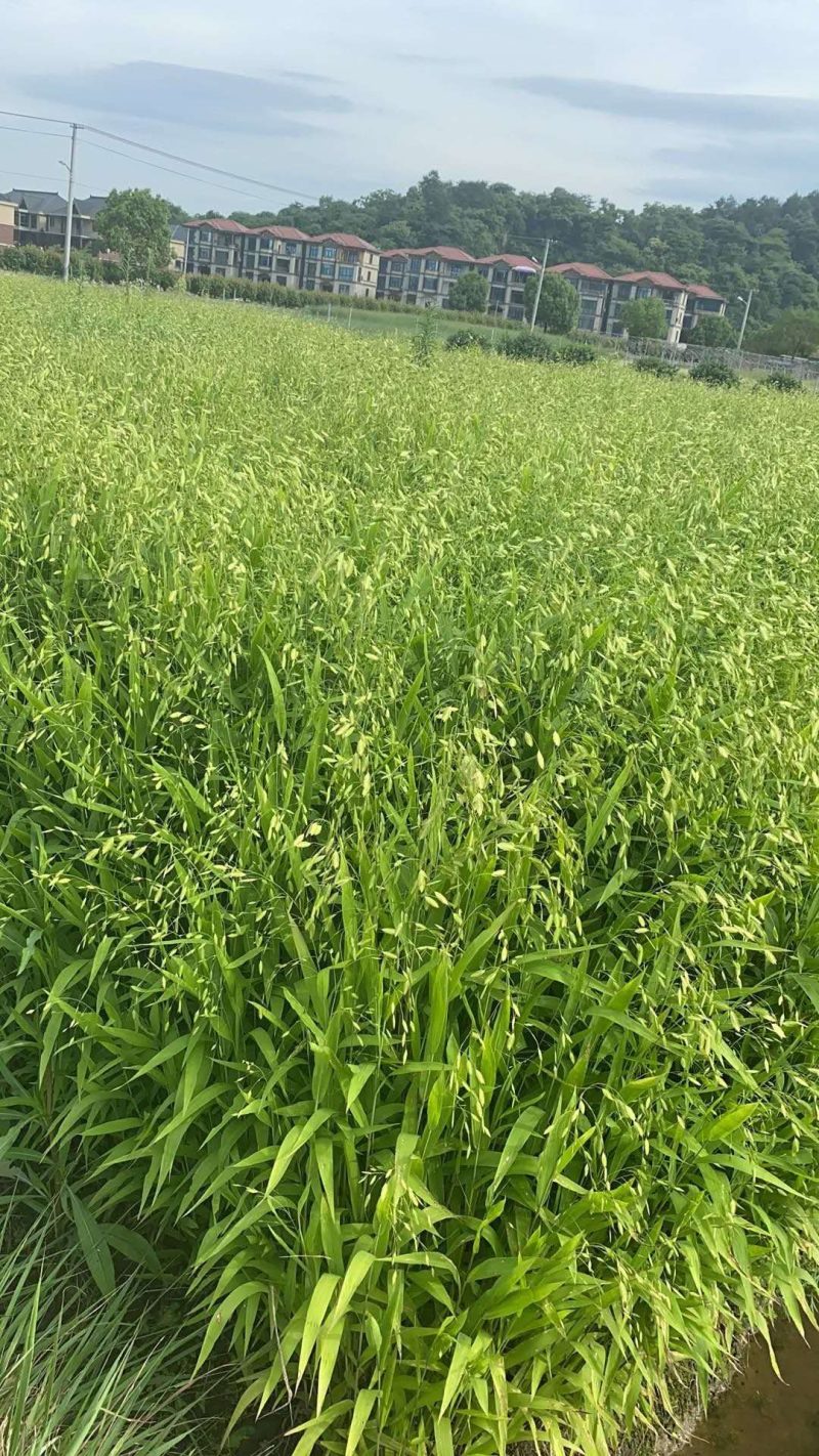 小盼草种苗种植基地自产自销浙江小盼草批发价格