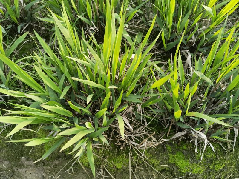 小盼草种苗种植基地自产自销浙江小盼草批发价格