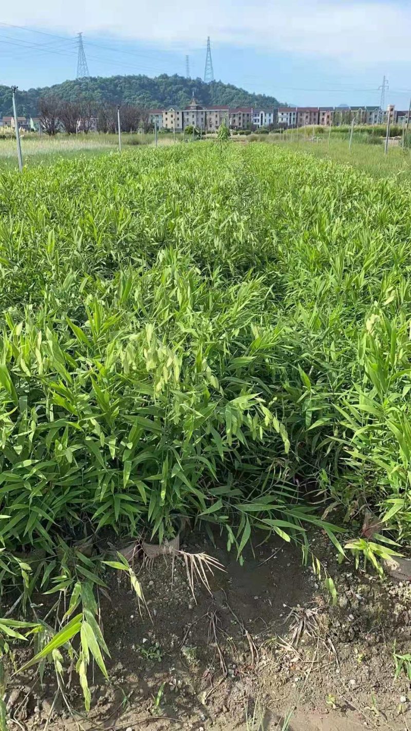 小盼草种苗种植基地自产自销浙江小盼草批发价格