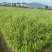 小盼草种苗种植基地自产自销浙江小盼草批发价格